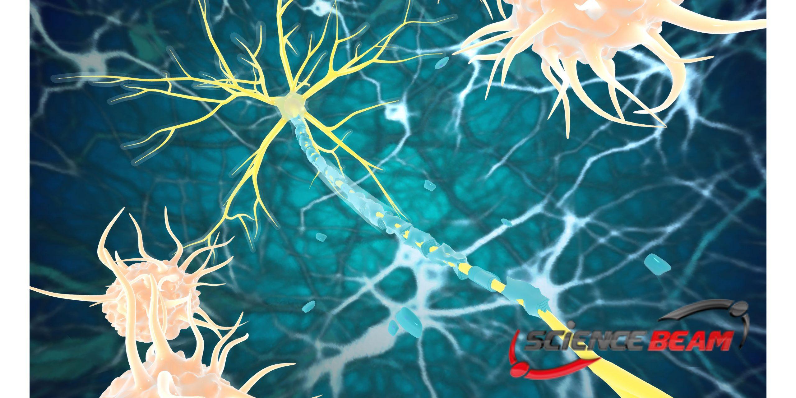 nervous system
